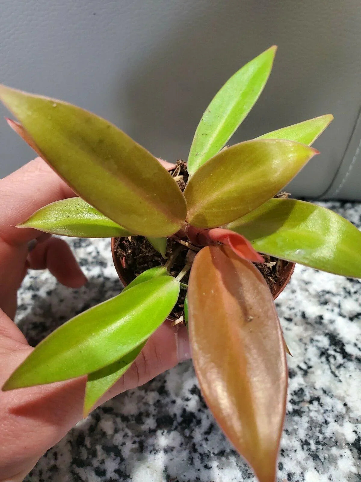 Philodendron Prince of Orange in 4" Pot - Seed World