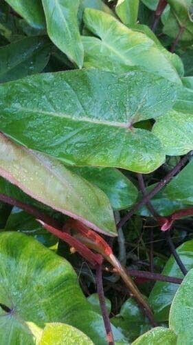 Philodendron Red Emerald 7 to 10 Inches Tall Cutting - Seed World