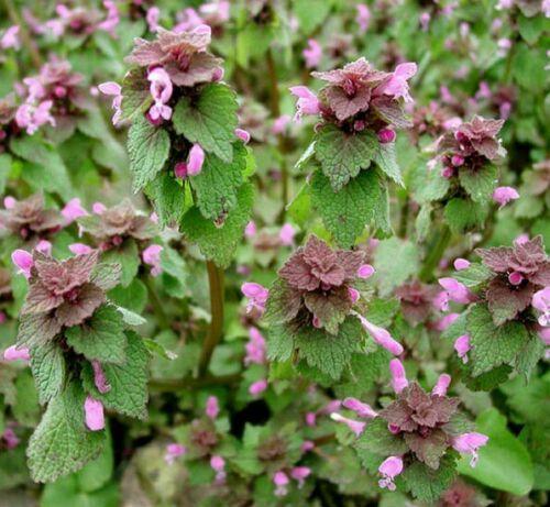 Close-up of Purple Dead-Nettle flowers in bloom