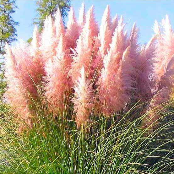 Close-up of purple pampas grass blooming in sunlight