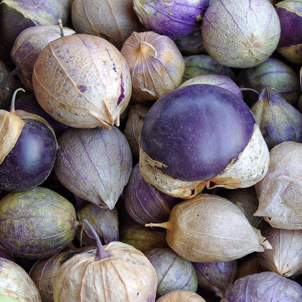 Purple tomatillos with dried husks and pale tops