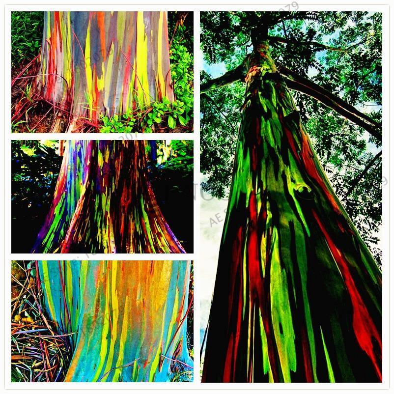 Eucalyptus, Rainbow Gum Tree (Eucalyptus deglupta) - 100 Seeds - Southern  Seed Exchange