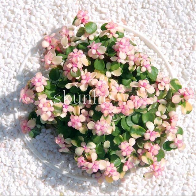 Rare Mixed Succulent Seeds – Unique Desert Plants | Colorful & Easy to Grow - Seed World