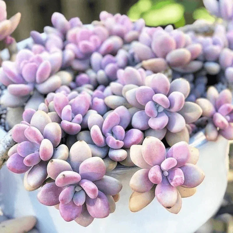 Rare Mixed Succulent Seeds – Unique Desert Plants | Colorful & Easy to Grow - Seed World