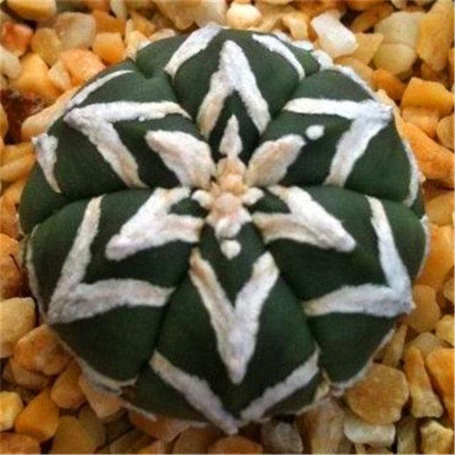 Rare Succulent & Cactus Seeds - Seed World