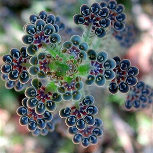 Rare Succulent & Cactus Seeds - Seed World