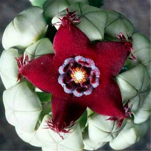 Rare Succulent & Cactus Seeds - Seed World