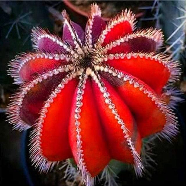 Rare Succulent & Cactus Seeds - Seed World