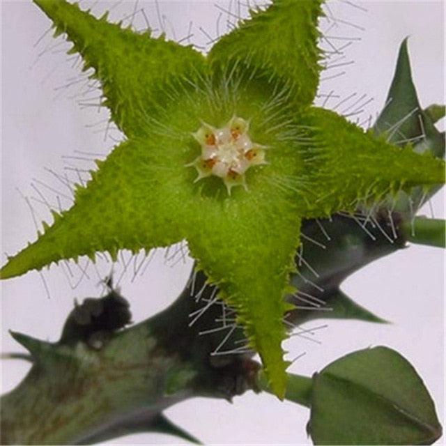 Rare Succulent & Cactus Seeds - Seed World