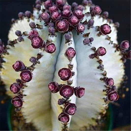 Rare Succulent & Cactus Seeds - Seed World