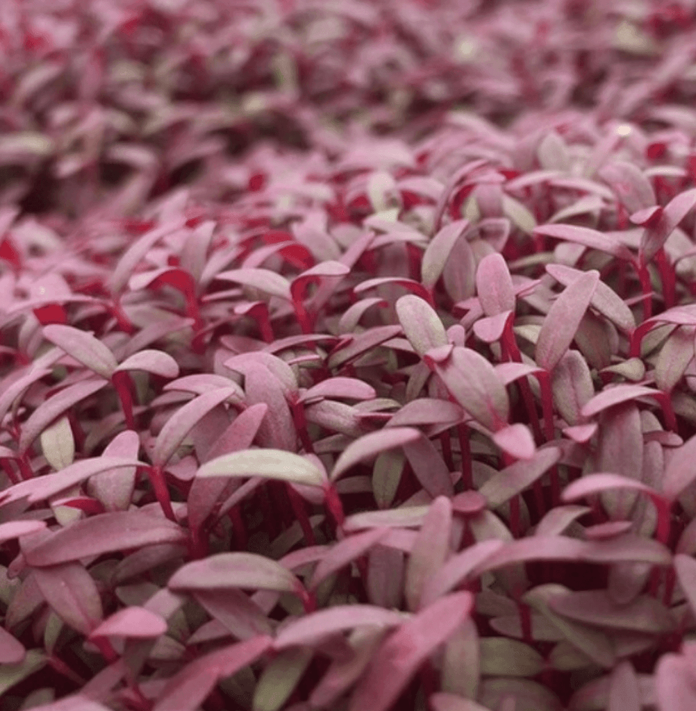 Red Garnet Amaranth Seeds Ornamental Plant Leaf Vegetable Herb Flower Pink  Crimson Maroon Purple Seed for 2024 Season Free Shipping -  Canada