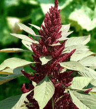 Red Garnet Amaranth Seeds - For Microgreens or Garden - Seed World