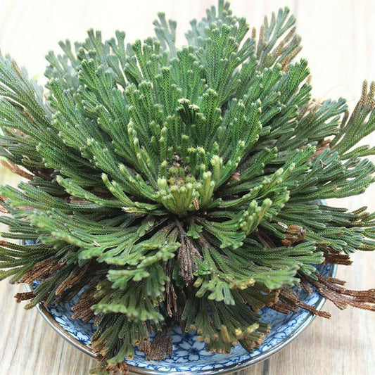 Resurrection Rose Of Jericho Live Magic Plant - Seed World