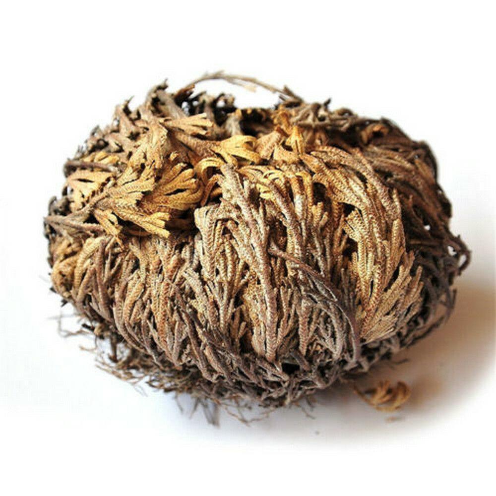 Resurrection Rose Of Jericho Live Magic Plant - Seed World