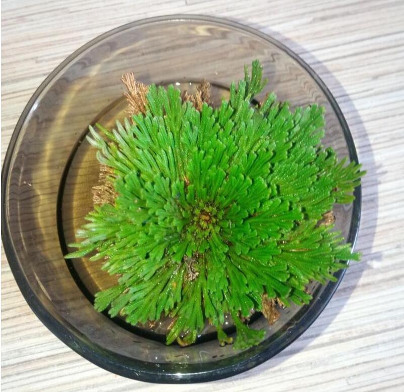 Rose of Jericho revived in bowl, opened and green