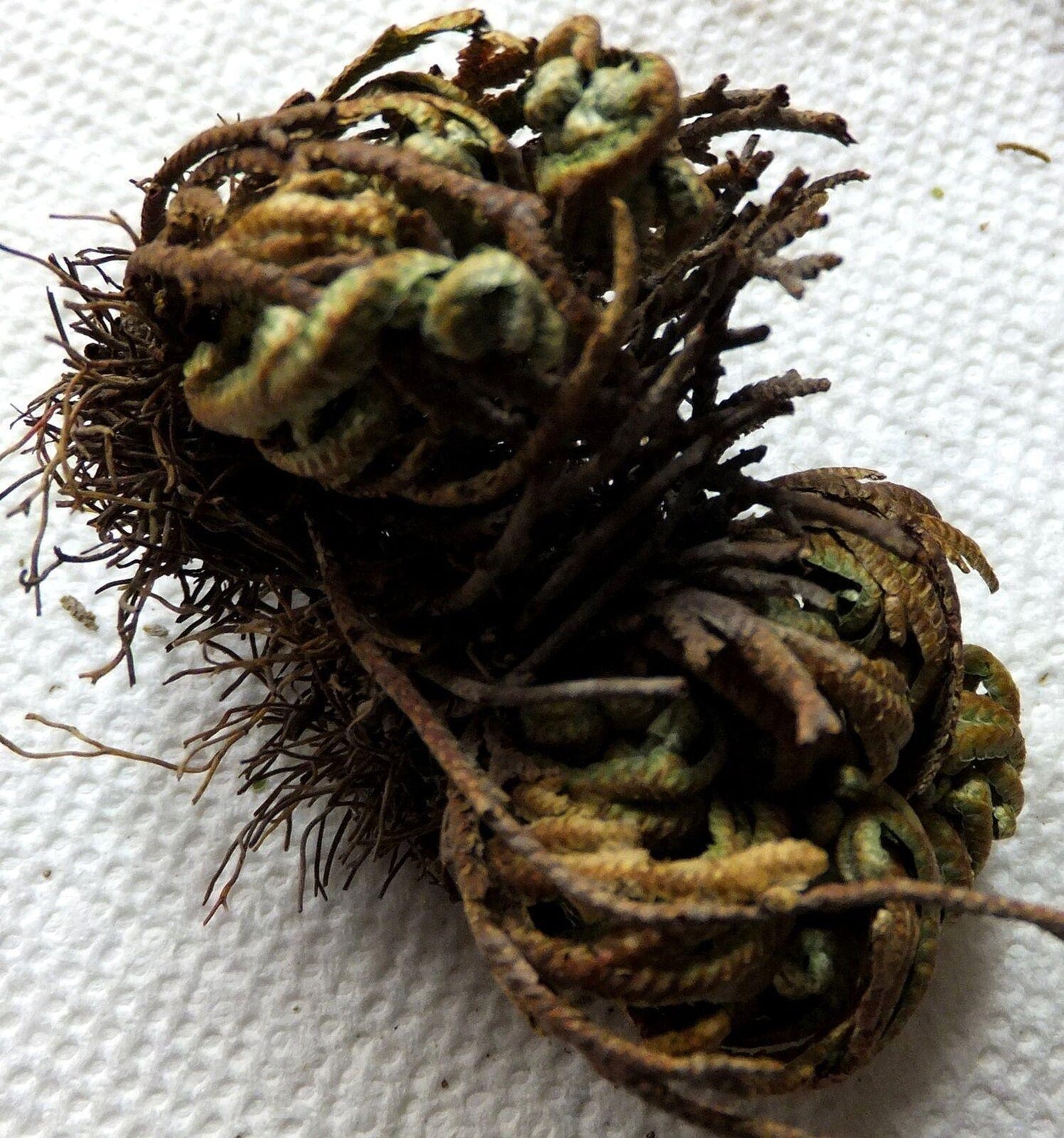 Rose of Jericho - Resurrection Plant (1 pc) (About 3-4") - Seed World