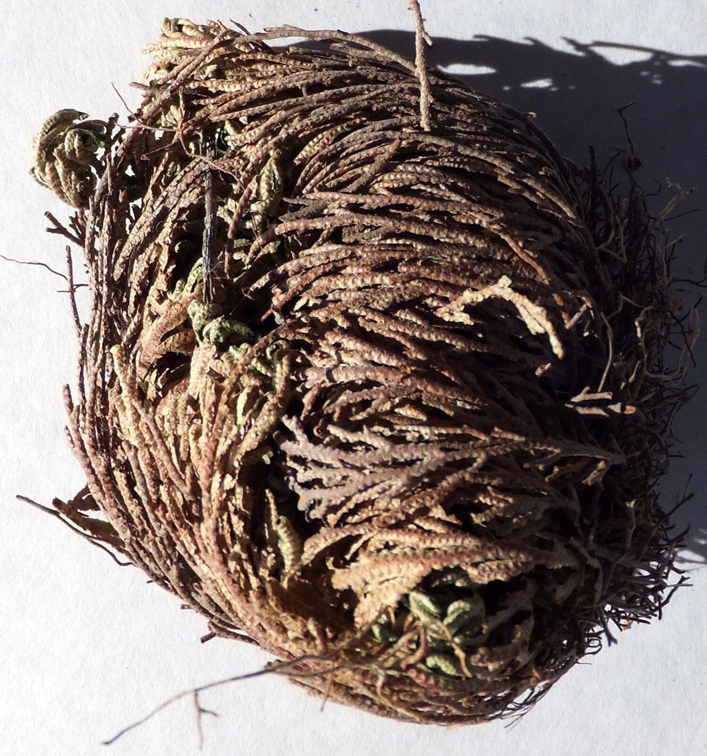 Rose of Jericho - Resurrection Plant (1 pc) (About 3-4") - Seed World