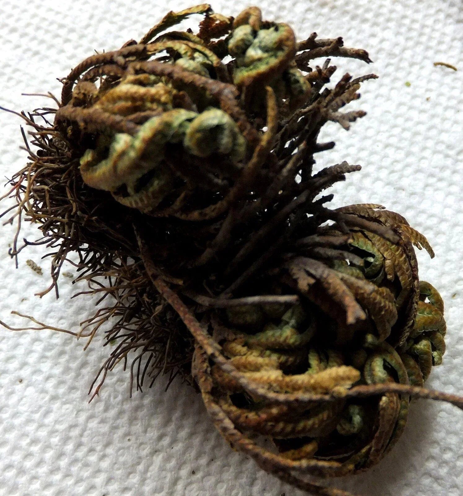 Rose of Jericho - Resurrection Plant (1 pc) (About 3-4") - Seed World