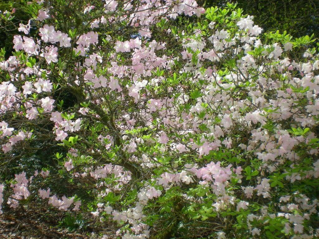 Royal Azalea | Rhododendron Schlippenbachii Seeds - Seed World