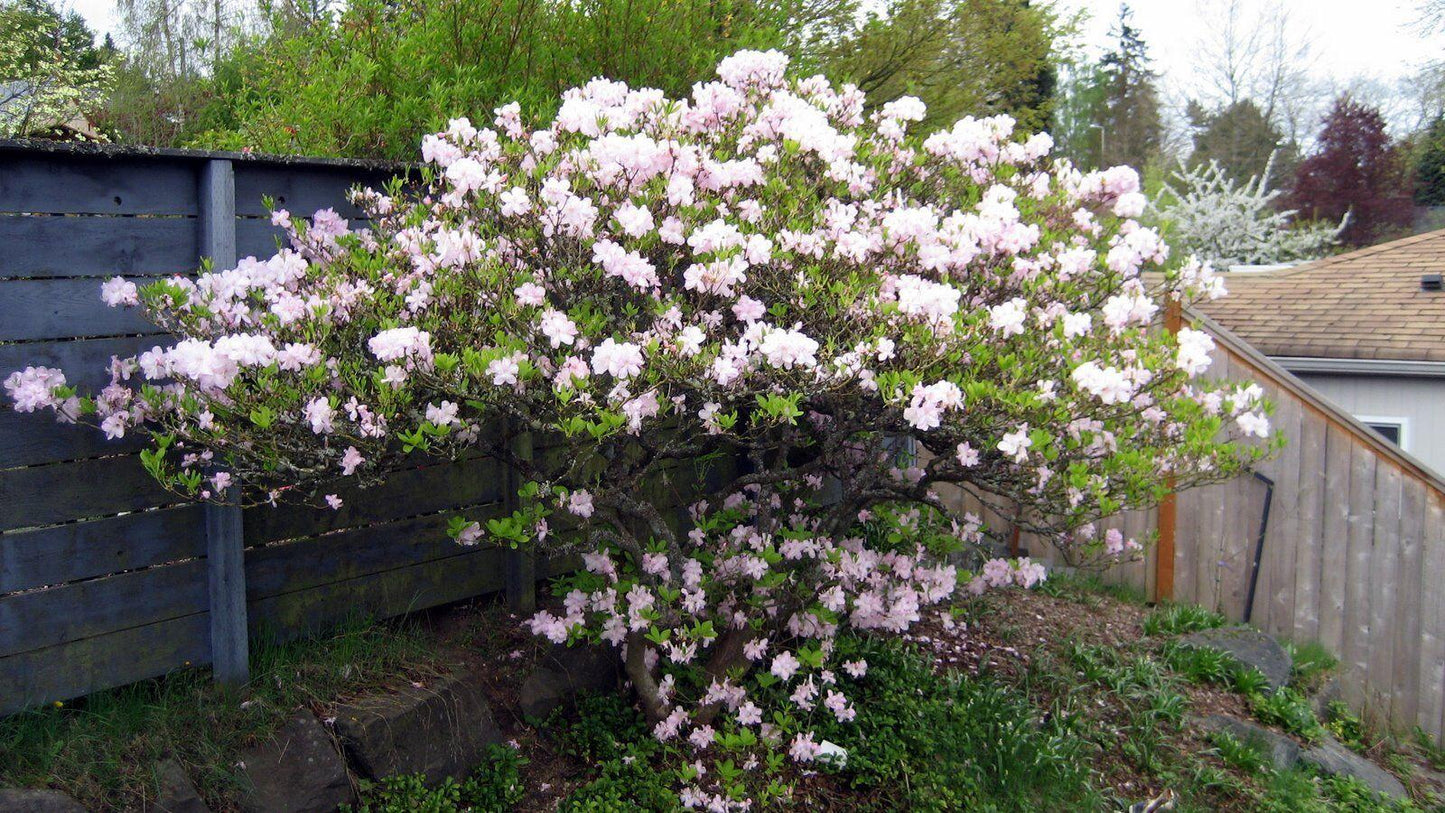 Royal Azalea | Rhododendron Schlippenbachii Seeds - Seed World