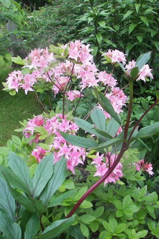Royal Azalea | Rhododendron Schlippenbachii Seeds - Seed World
