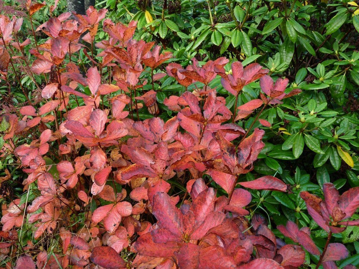 Royal Azalea | Rhododendron Schlippenbachii Seeds - Seed World