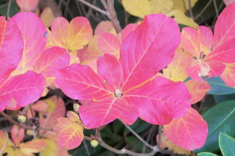 Royal Azalea | Rhododendron Schlippenbachii Seeds - Seed World