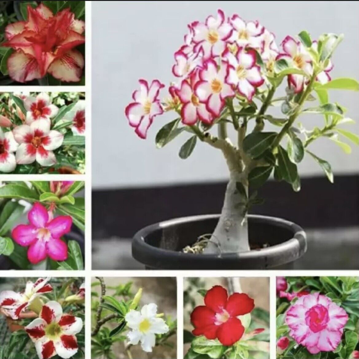 4 Desert Rose Seeds – Adenium Obesum