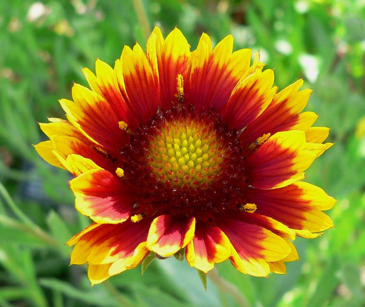 140 Blanket Gaillardia Seeds - Seed World