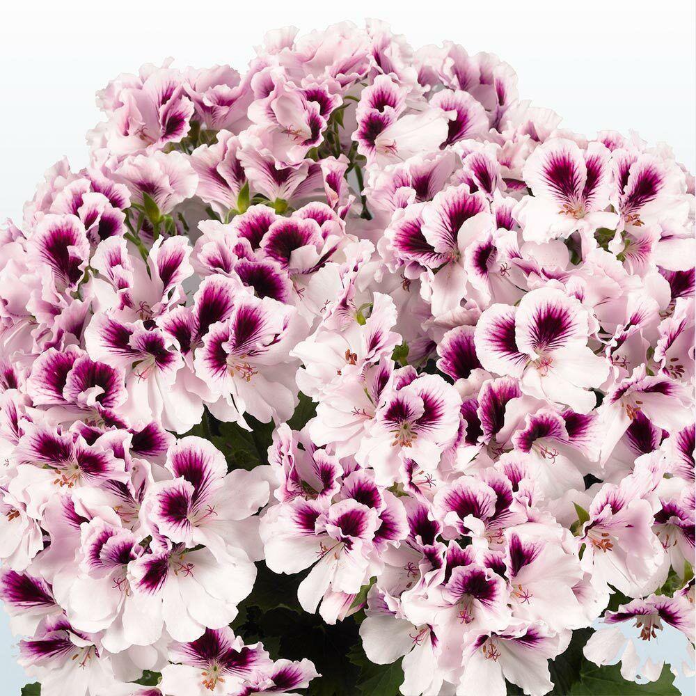 5 Hydrangea Plants Flowers Home Plant perennial Viburnum Seeds - Seed World