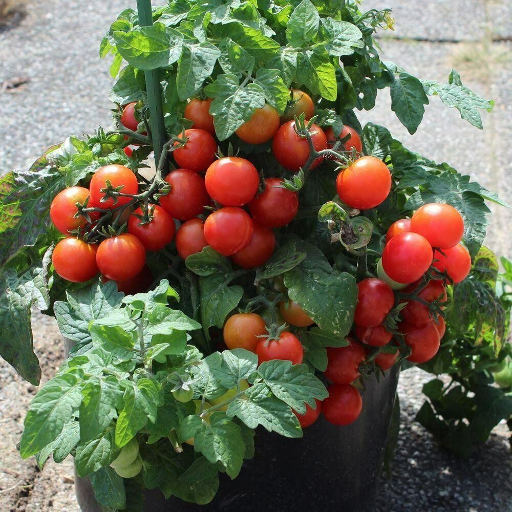 Tiny Tim Tomato Seeds | Heirloom | Organic | Micro-Dwarf Variety | Rare - Seed World