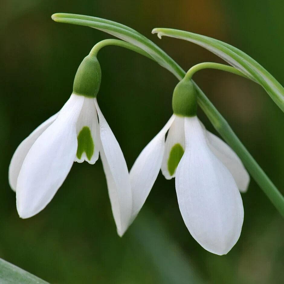 6 Bulbs Leucojum Aestivum-Summer Snowflake(Pack of 6 Lrg Bulbs) - Seed World