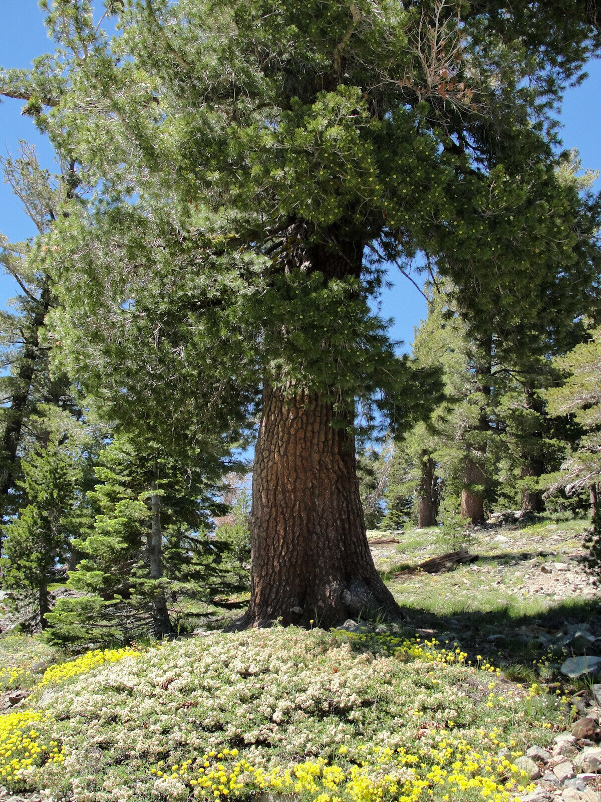 Western White Pine, Pinus monticola