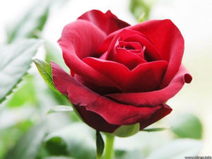 20 Rare Red Climbing Rose Seeds - Seed World
