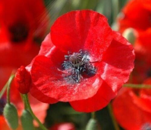 100 RED POPPY SEEDS (Papaver Rhoeas) Corn Poppies, American Legion Flower - Seed World