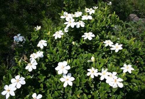 150 Gardenia Jasminoides Seeds