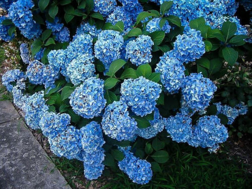 5 Hydrangea Seeds – Mixed Colors