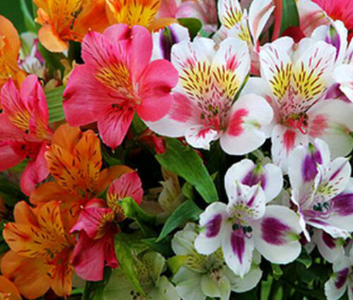 20 Peruvian Lily - Mix Seeds