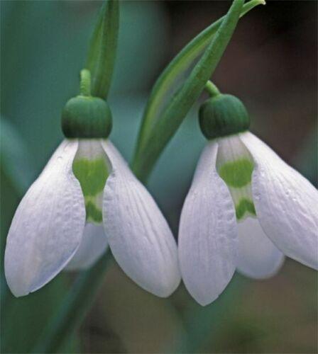 6 Bulbs Leucojum Aestivum-Summer Snowflake(Pack of 6 Lrg Bulbs) - Seed World