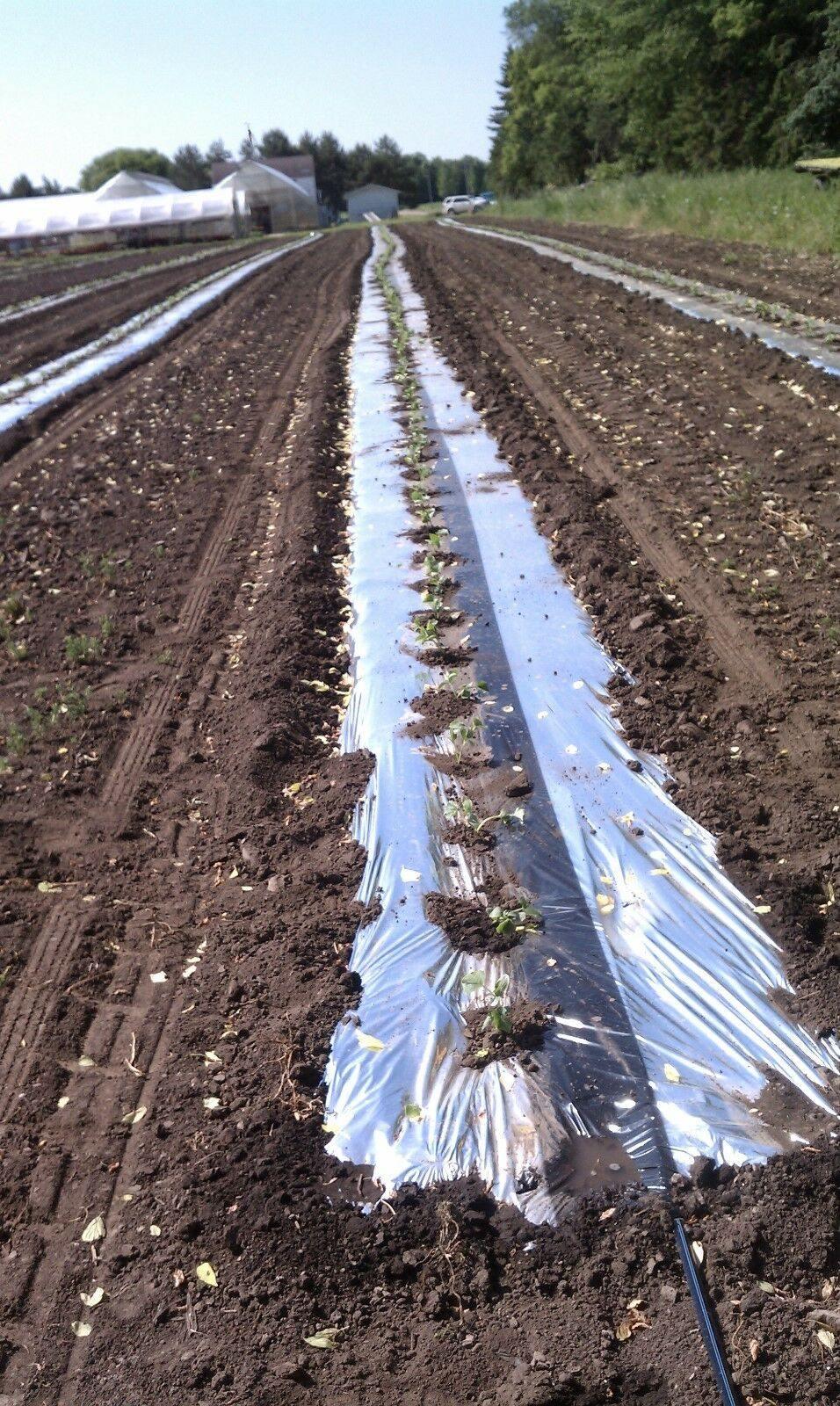 Silver Metallic Plastic Mulch Ground Cover 1.0 mil Embossed 4 ft x 25 ft - Seed World