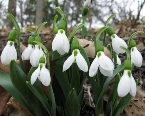 6 Bulbs Leucojum Aestivum-Summer Snowflake(Pack of 6 Lrg Bulbs) - Seed World