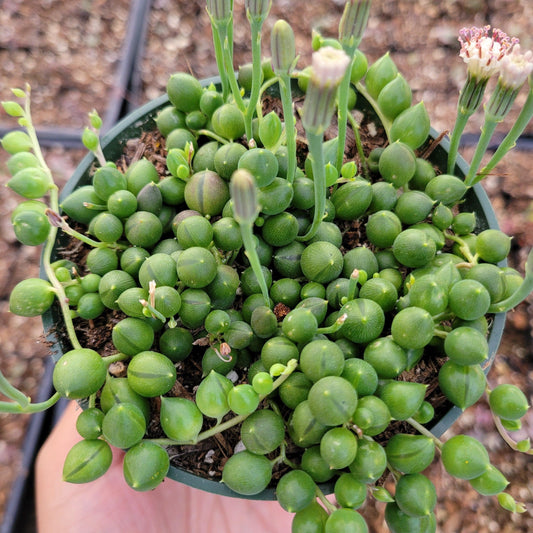 String of Pearls Senecio Rowleyanus Succulent Plant - Seed World