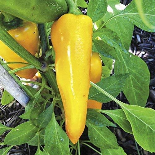 Sweet Banana Pepper Seeds | NON-GMO | Heirloom - Seed World