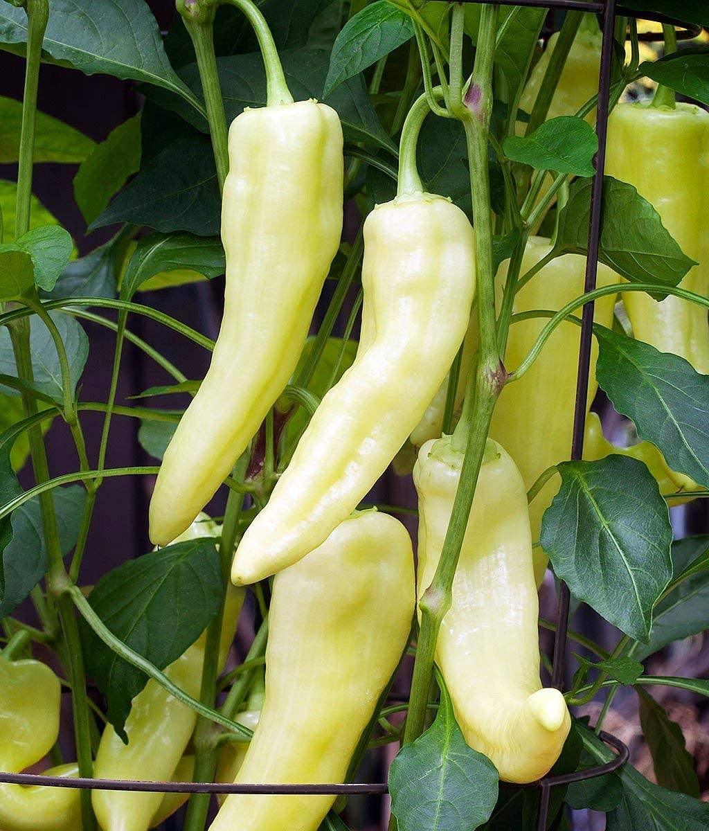 Sweet Banana Pepper Seeds | NON-GMO | Heirloom - Seed World