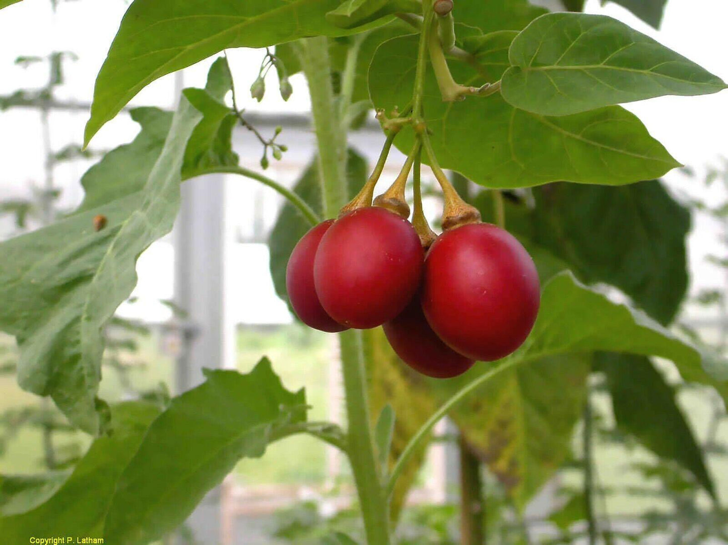 Tamarillo (Tree Tomato) Seeds (Edible, Fast) - Seed World