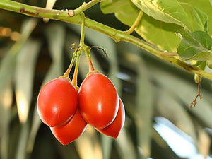 Tamarillo (Tree Tomato) Seeds (Edible, Fast) - Seed World