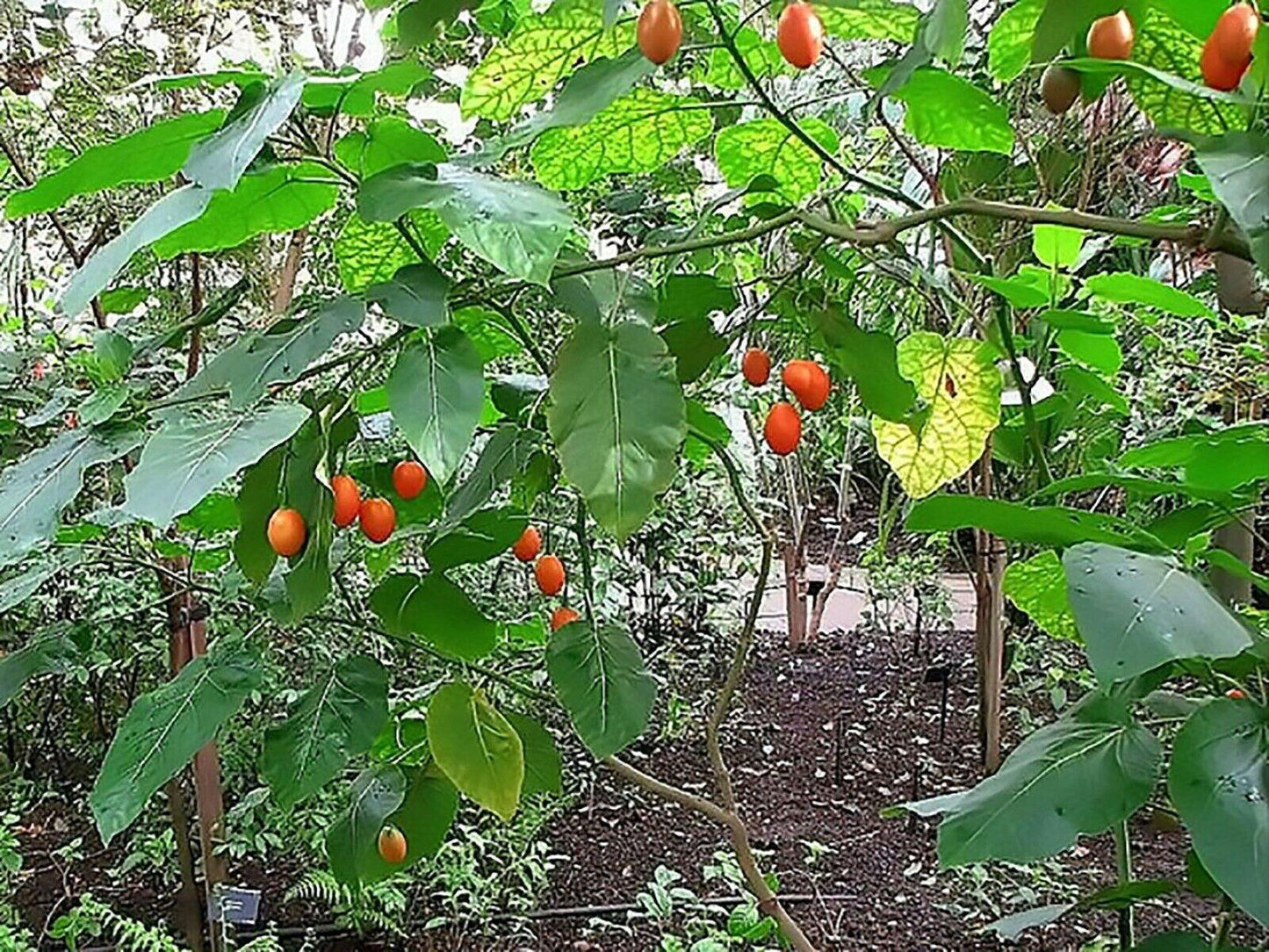 Tamarillo (Tree Tomato) Seeds (Edible, Fast) - Seed World