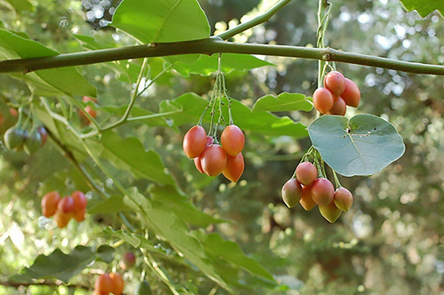 Tamarillo (Tree Tomato) Seeds (Edible, Fast) - Seed World