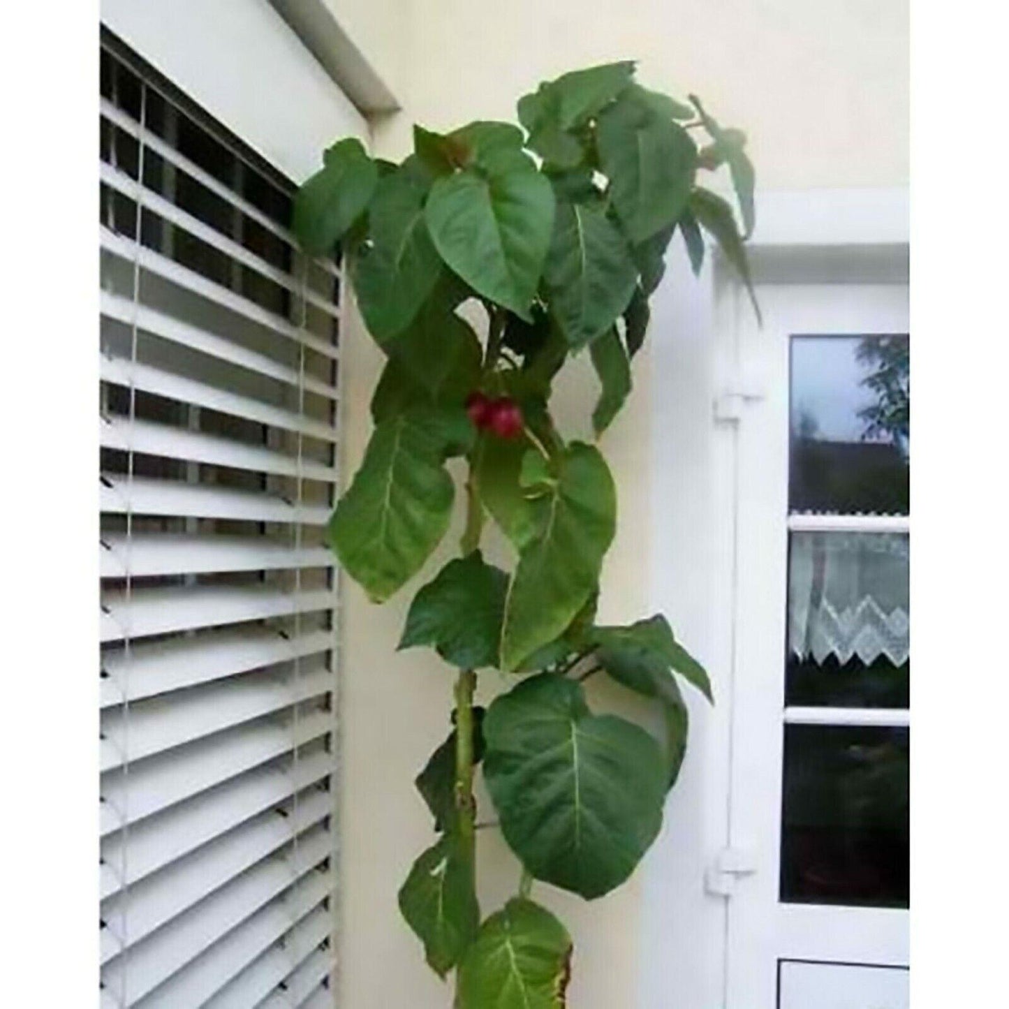 Tamarillo (Tree Tomato) Seeds (Edible, Fast) - Seed World
