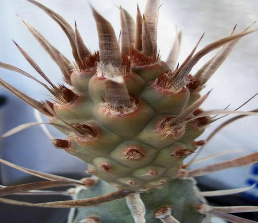Tephrocactus Articulatus Papyracanthus (Paper Spine Cactus) | 4 Cuttings - Seed World